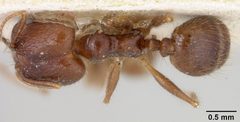 Pheidole hyatti var. ecitonodora by the Smithsonian. Used under a CC0 license.