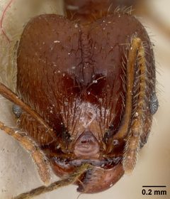 Pheidole hyatti var. ecitonodora by the Smithsonian. Used under a CC0 license.