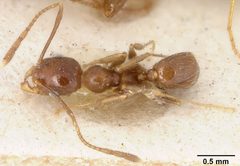 Pheidole hyatti var. ecitonodora by the Smithsonian. Used under a CC0 license.