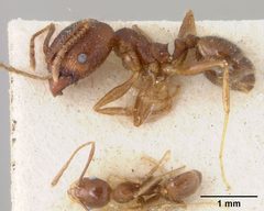 Pheidole hyatti var. ecitonodora by the Smithsonian. Used under a CC0 license.