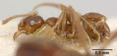Pheidole hyatti var. ecitonodora by the Smithsonian. Used under a CC0 license.