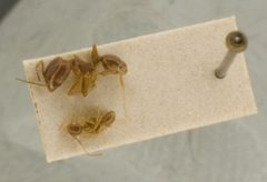 Pheidole hyatti var. ecitonodora by the Smithsonian. Used under a CC0 license.