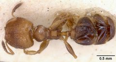 Pheidole metallescens splendidula by the Smithsonian. Used under a CC0 license.