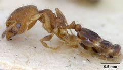 Pheidole metallescens splendidula by the Smithsonian. Used under a CC0 license.