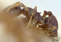 Pheidole metallescens splendidula by the Smithsonian. Used under a CC0 license.