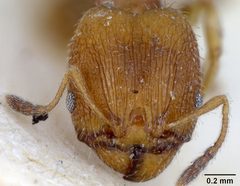 Pheidole metallescens splendidula by the Smithsonian. Used under a CC0 license.