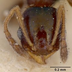 Pheidole metallescens splendidula by the Smithsonian. Used under a CC0 license.