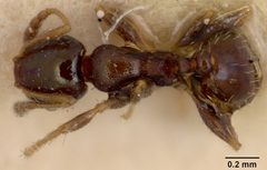 Pheidole metallescens splendidula by the Smithsonian. Used under a CC0 license.
