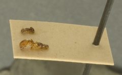 Pheidole metallescens splendidula by the Smithsonian. Used under a CC0 license.