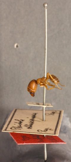 Pheidole obtusospinosa by the Smithsonian. Used under a CC0 license.