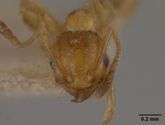 Pheidole subarmata var. elongatula by the Smithsonian. Used under a CC0 license.