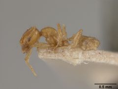 Pheidole subarmata var. elongatula by the Smithsonian. Used under a CC0 license.