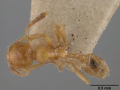 Pheidole subarmata var. elongatula by the Smithsonian. Used under a CC0 license.