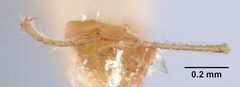 Pheidole tepicana by the Smithsonian. Used under a CC0 license.