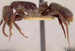 Platythyrea strenua by the Smithsonian. Used under a CC0 license.