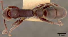 Platythyrea strenua by the Smithsonian. Used under a CC0 license.