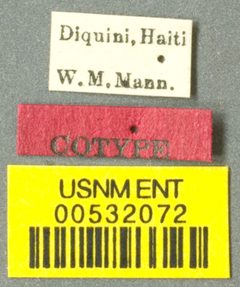 Platythyrea strenua by the Smithsonian. Used under a CC0 license.
