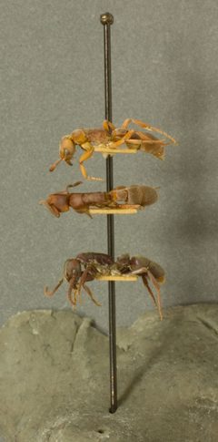 Platythyrea strenua by the Smithsonian. Used under a CC0 license.