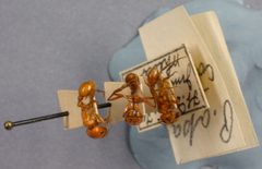 Pogonomyrmex apache by the Smithsonian. Used under a CC0 license.