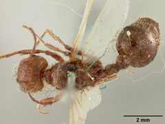 Pogonomyrmex badius var. estebanius by the Smithsonian. Used under a CC0 license.