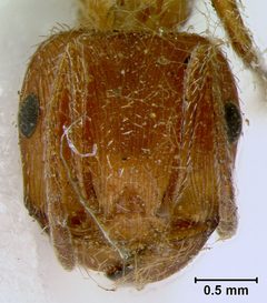 Pogonomyrmex badius var. estebanius by the Smithsonian. Used under a CC0 license.