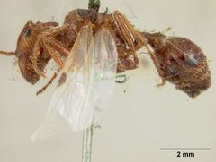 Pogonomyrmex badius var. estebanius by the Smithsonian. Used under a CC0 license.