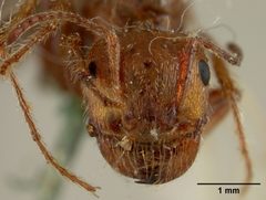 Pogonomyrmex badius var. estebanius by the Smithsonian. Used under a CC0 license.