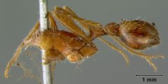 Pogonomyrmex badius var. estebanius by the Smithsonian. Used under a CC0 license.