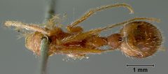 Pogonomyrmex badius var. estebanius by the Smithsonian. Used under a CC0 license.