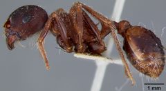 Pogonomyrmex barbatus rugosus by the Smithsonian. Used under a CC0 license.