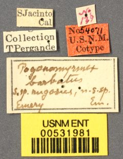 Pogonomyrmex barbatus rugosus by the Smithsonian. Used under a CC0 license.