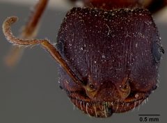 Pogonomyrmex barbatus rugosus by the Smithsonian. Used under a CC0 license.