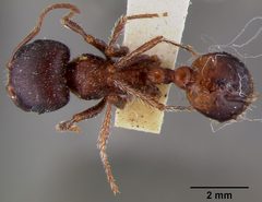 Pogonomyrmex barbatus rugosus by the Smithsonian. Used under a CC0 license.