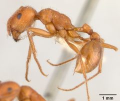 Pogonomyrmex californicus maricopa by the Smithsonian. Used under a CC0 license.