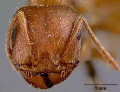 Pogonomyrmex californicus barnesi by the Smithsonian. Used under a CC0 license.