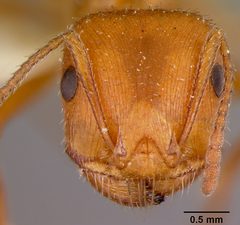 Pogonomyrmex californicus maricopa by the Smithsonian. Used under a CC0 license.