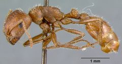 Pogonomyrmex californicus barnesi by the Smithsonian. Used under a CC0 license.