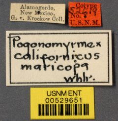 Pogonomyrmex californicus maricopa by the Smithsonian. Used under a CC0 license.