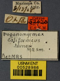 Pogonomyrmex californicus barnesi by the Smithsonian. Used under a CC0 license.