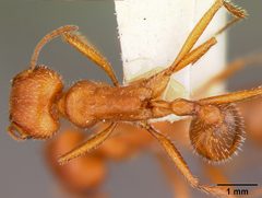 Pogonomyrmex californicus maricopa by the Smithsonian. Used under a CC0 license.