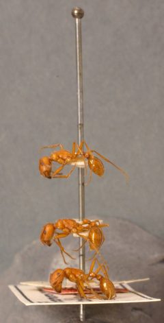 Pogonomyrmex californicus maricopa by the Smithsonian. Used under a CC0 license.
