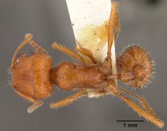 Pogonomyrmex occidentalis var. subnitidus by the Smithsonian. Used under a CC0 license.