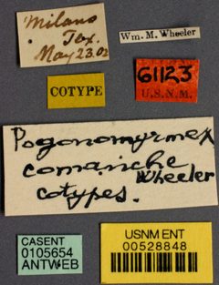 Pogonomyrmex occidentalis comanche by the Smithsonian. Used under a CC0 license.