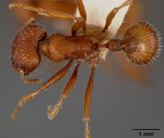 Pogonomyrmex occidentalis ruthveni by the Smithsonian. Used under a CC0 license.