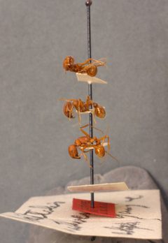 Pogonomyrmex occidentalis ruthveni by the Smithsonian. Used under a CC0 license.