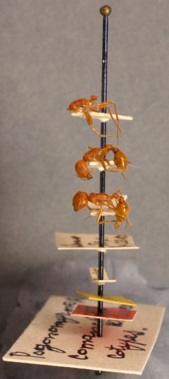 Pogonomyrmex occidentalis comanche by the Smithsonian. Used under a CC0 license.
