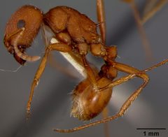 Pogonomyrmex occidentalis ruthveni by the Smithsonian. Used under a CC0 license.