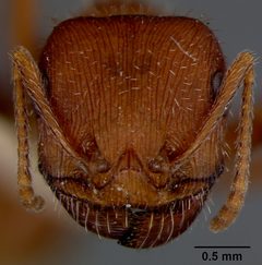 Pogonomyrmex occidentalis ruthveni by the Smithsonian. Used under a CC0 license.