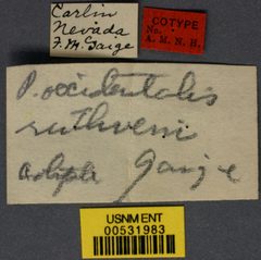 Pogonomyrmex occidentalis ruthveni by the Smithsonian. Used under a CC0 license.