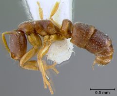 Ponera colaensis by the Smithsonian. Used under a CC0 license.